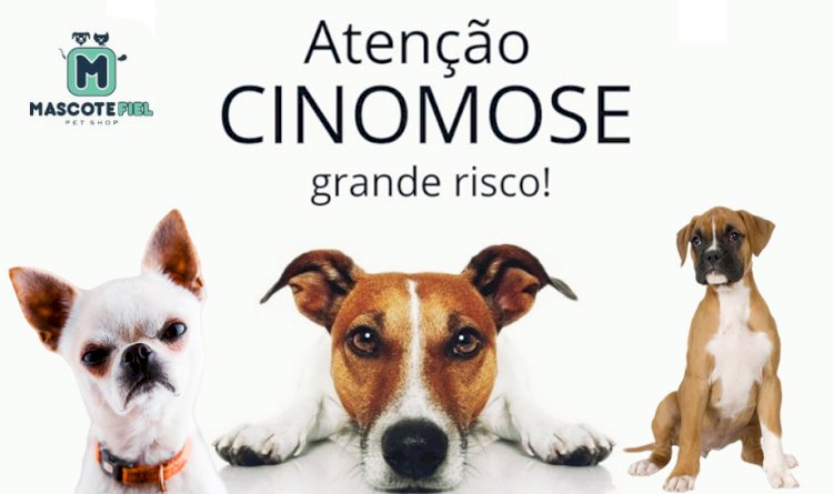 Médica Veterinária comenta sobre surto de Cinomose nos Pets