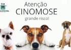 Médica Veterinária comenta sobre surto de Cinomose nos Pets