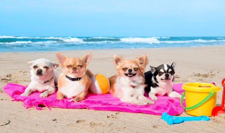 Cuidados com o pet: Preparado para ir à praia com o cachorro?